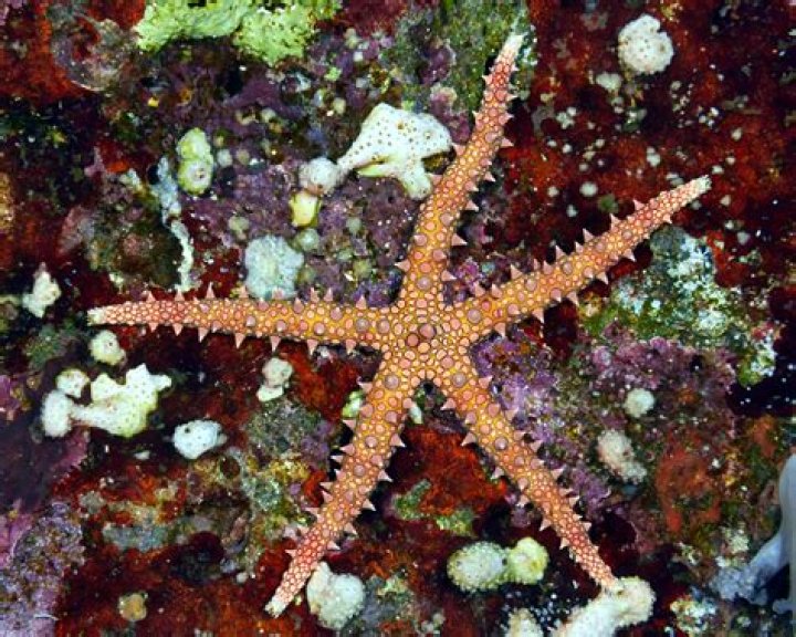 Are echinoderms exclusively Marines? | ContextResponse.com