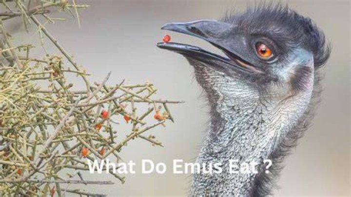 Are emus good to eat?