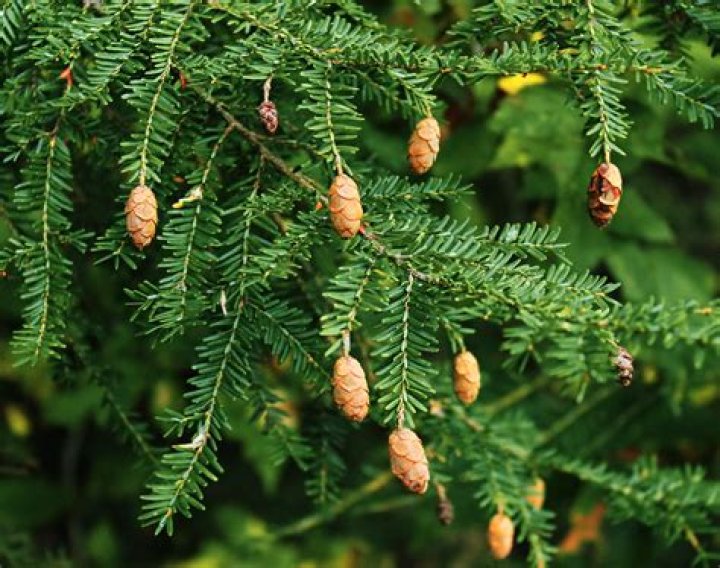 Are hemlock trees dangerous?