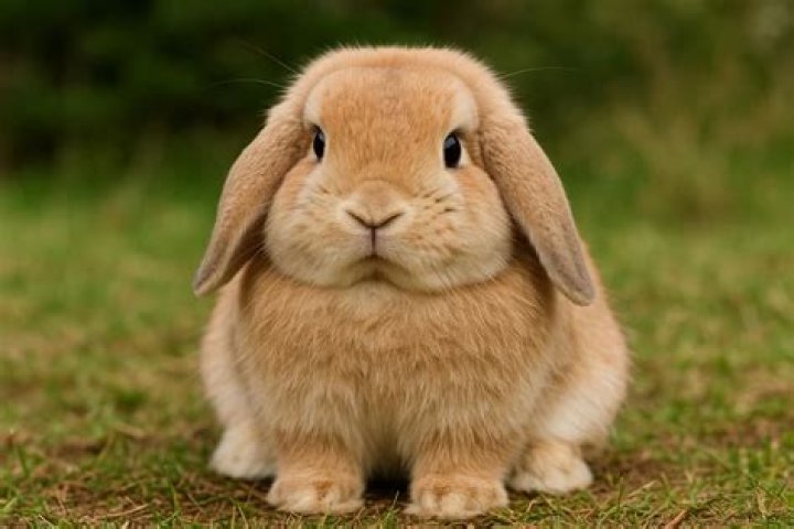 Are Holland Lops cuddly?