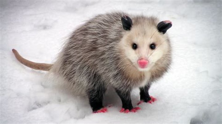 Are opossums primary consumers? | ContextResponse.com