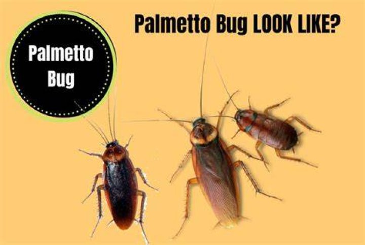 Are palmetto bugs dangerous?