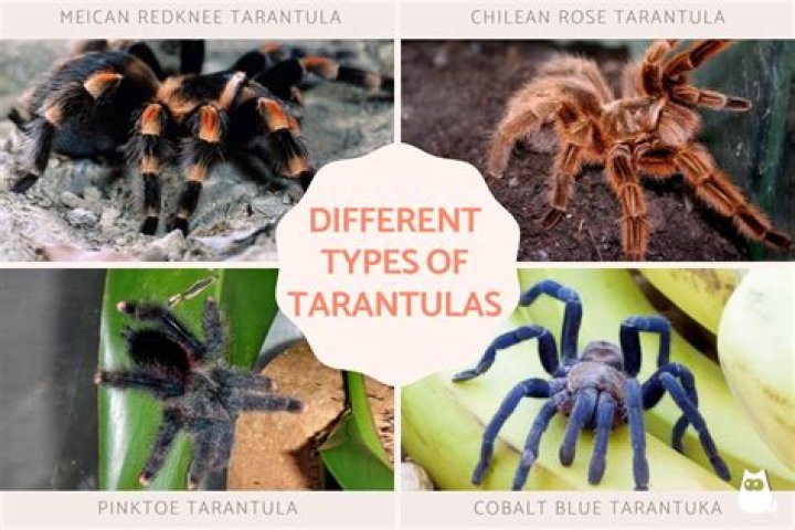 Are pet tarantulas friendly?