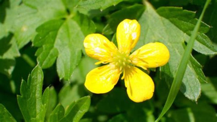 Buttercup