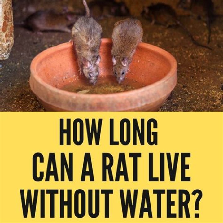 Can a rat live without water?