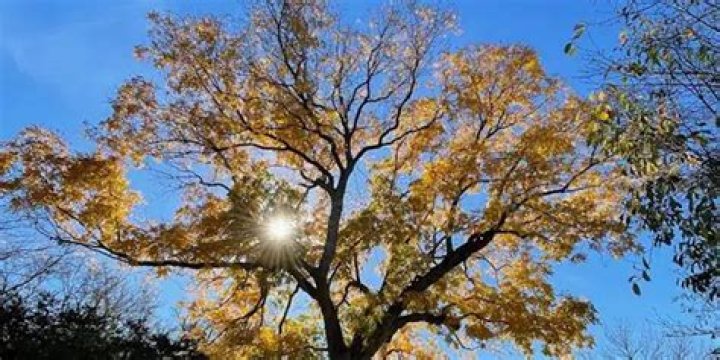 Can a tree live forever?