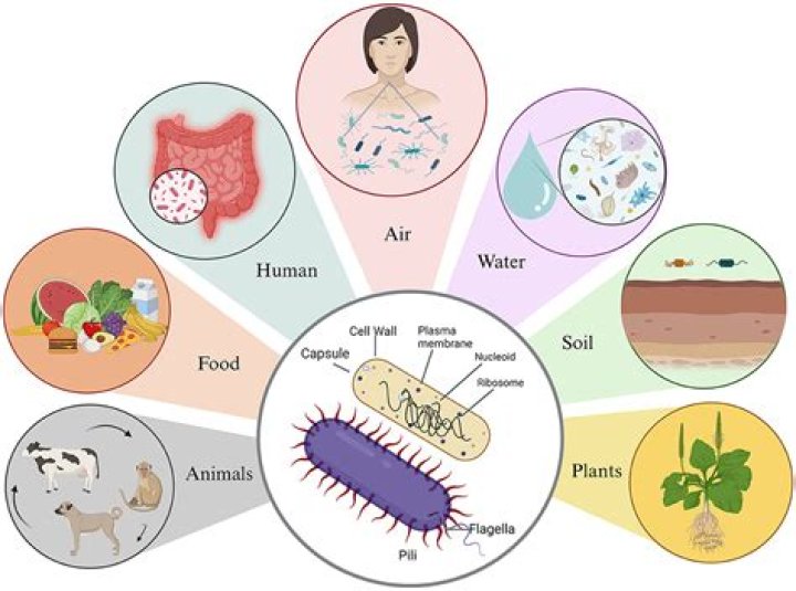 Can bacteria cause mold?
