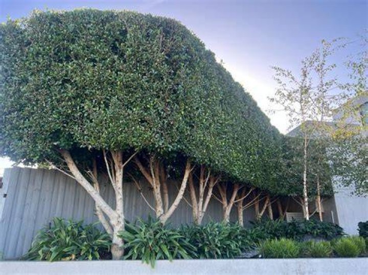 Can ficus trees take full sun?