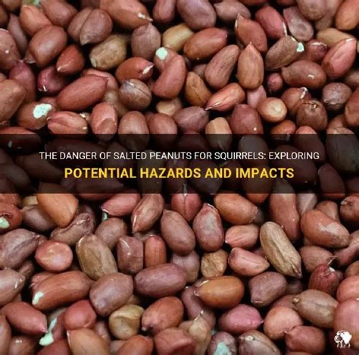 Can salted peanuts kill squirrels?