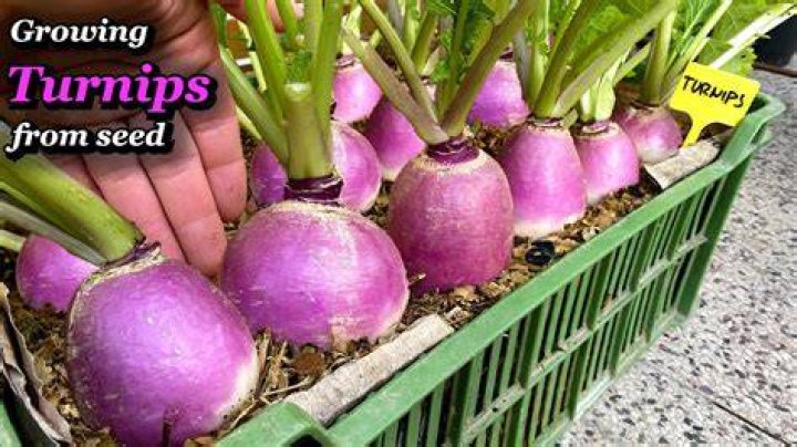 Can you start turnips indoors?