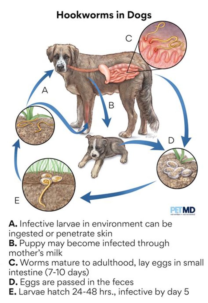 Do hookworms go away in dogs?