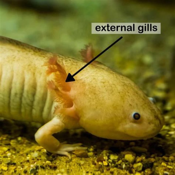 Do Hydra have gills?