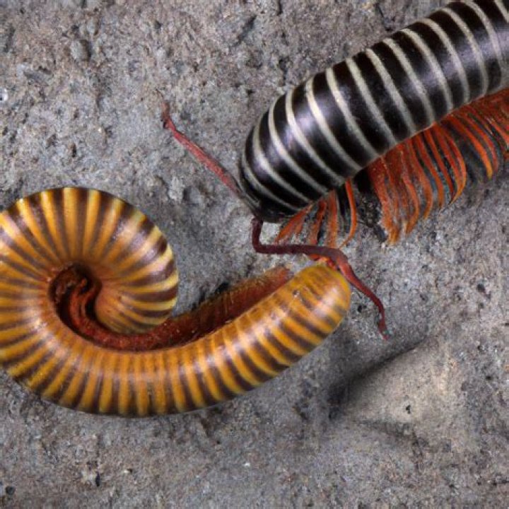 Do millipedes turn into centipedes?