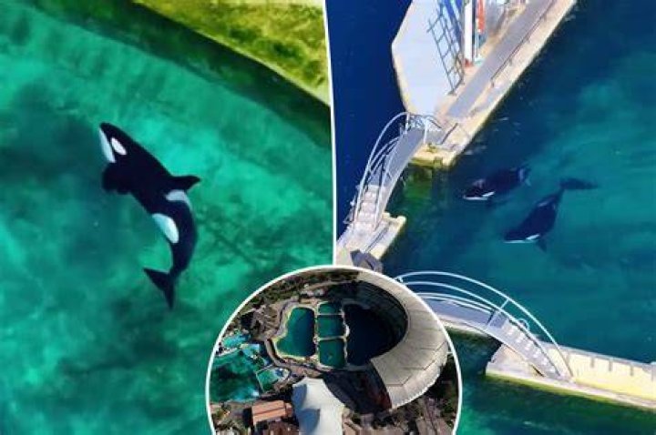 Do orcas ever eat polar bears?