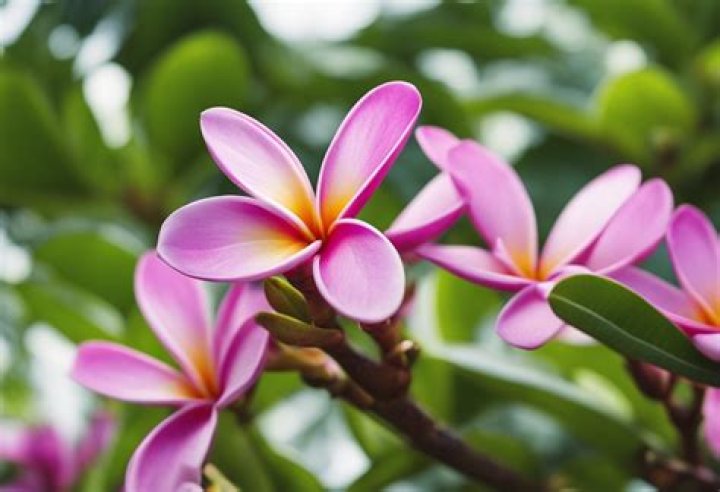 Do Plumeria like coffee grounds?