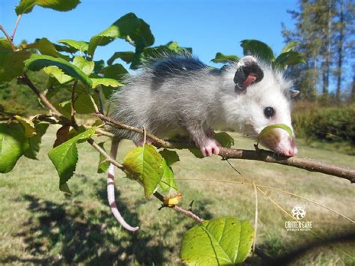 Do Possum eat cats?