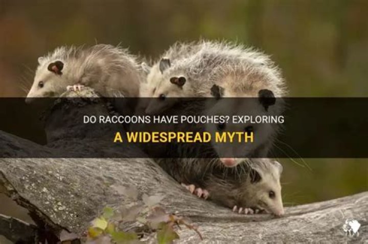 Do racoons have pouches?