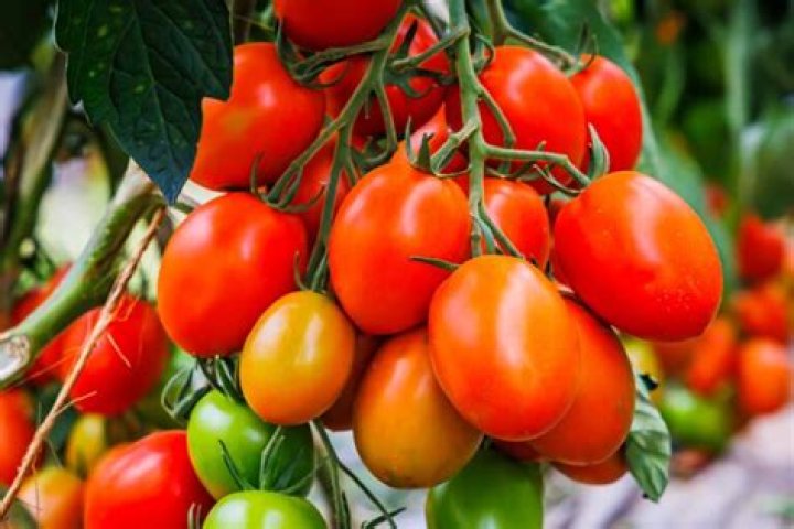 Do Roma tomatoes climb? | ContextResponse.com