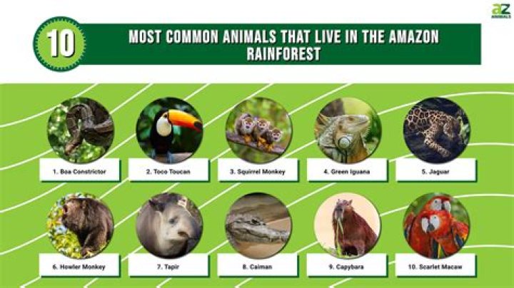 Do worms live in the Amazon rainforest?