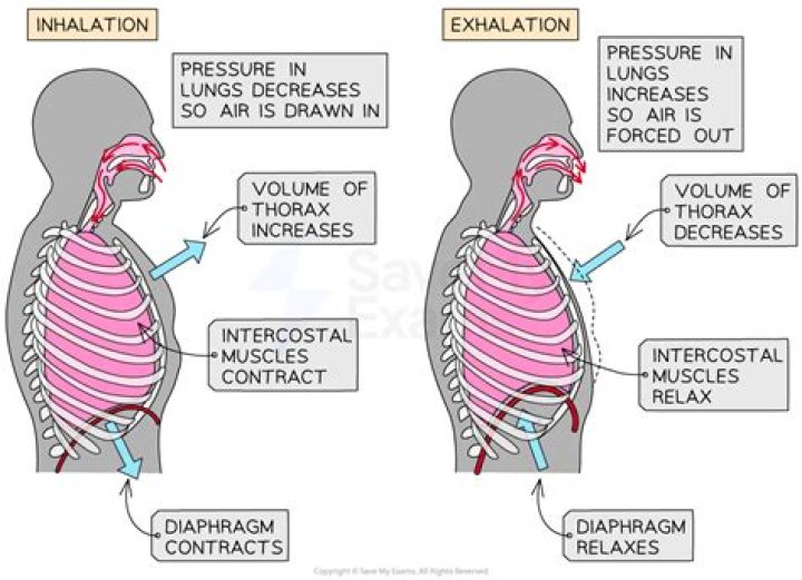 Does asthma affect inhalation or exhalation?