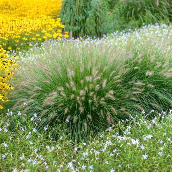 Does bleach harm grass?