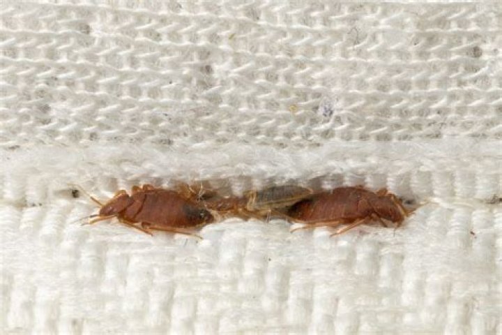 Does DDVP kill bed bugs?