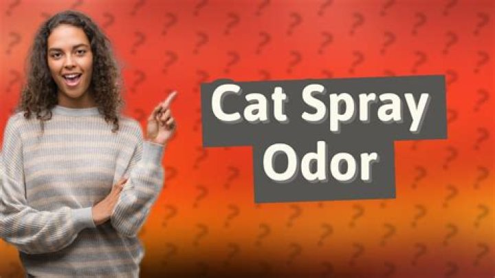 Does female cat spray smell?