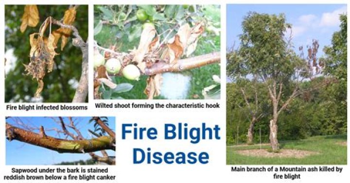 Does fire blight go away?