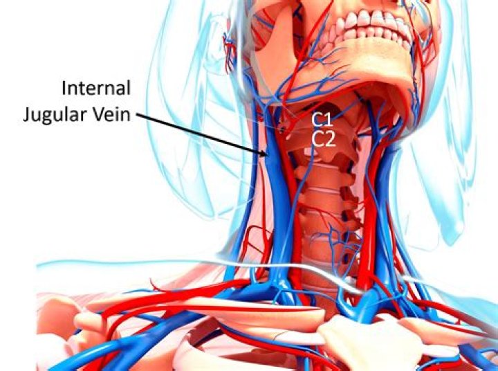 Does the jugular vein have valves?