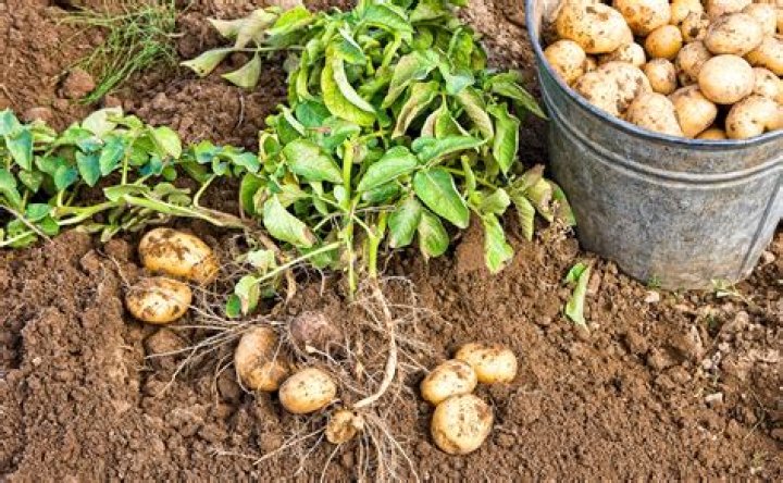 How are potatoes grown commercially?