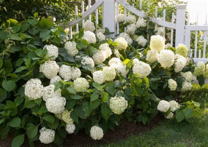 How big do hydrangea shrubs get?