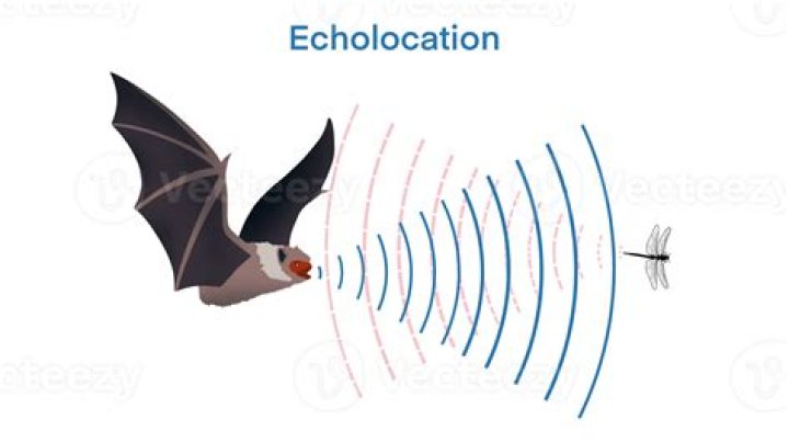 How do I use echo dot as an intercom?