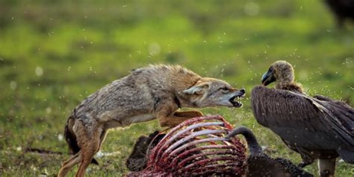 How do peacocks scare predators?