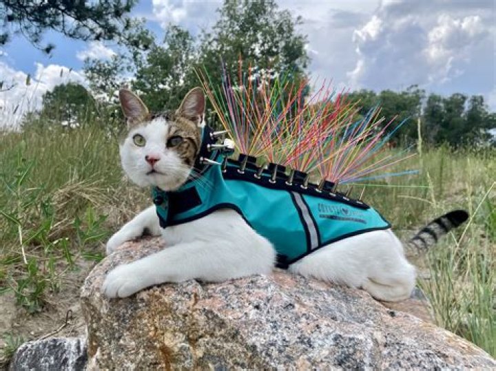 How do Thunder vests work for dogs?