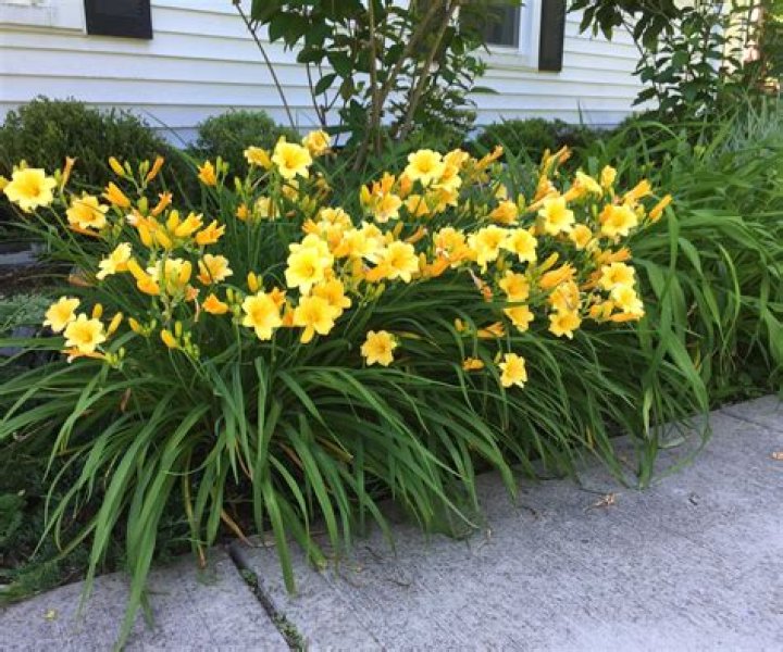 How do you control daylilies?