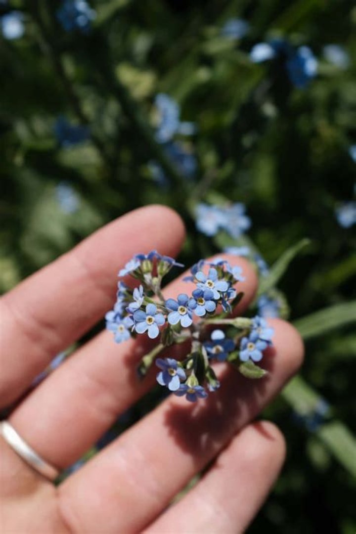 How do you get blue flowers?