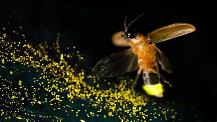 How do you get Sunset Fireflies Botw?
