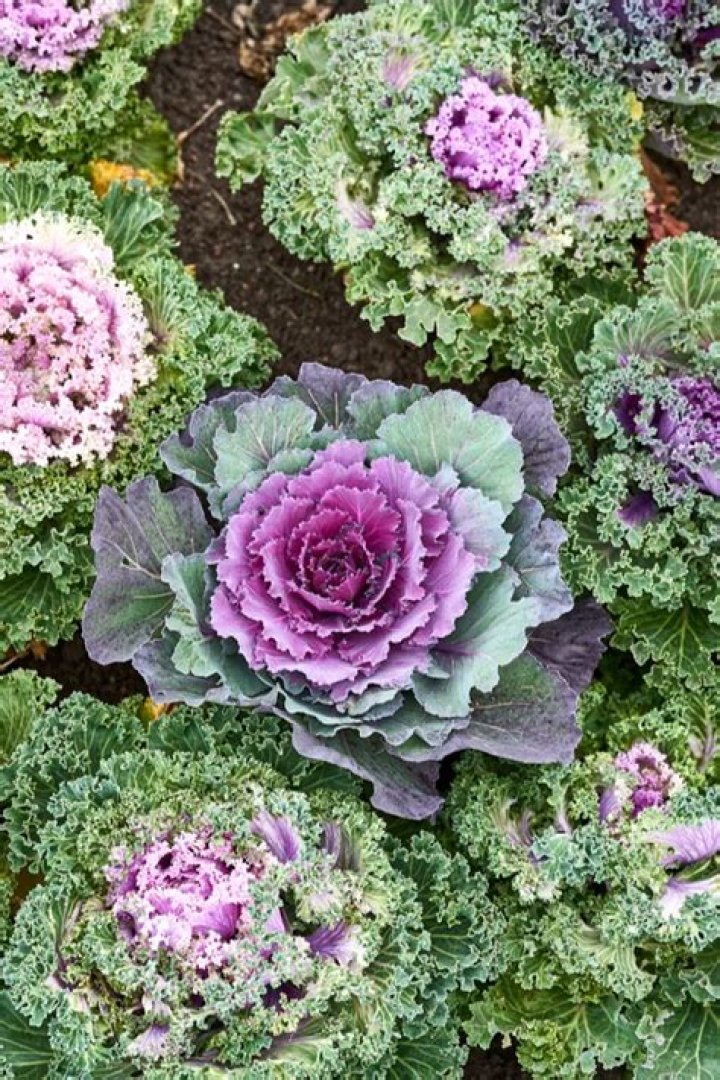 How do you grow ornamental cabbage?