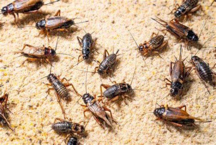 How do you kill noisy crickets?