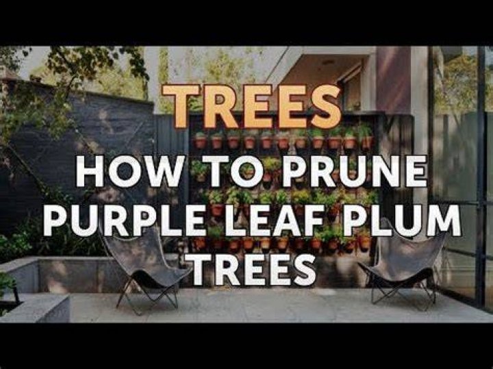 How do you prune a Purple Leaf Plum?