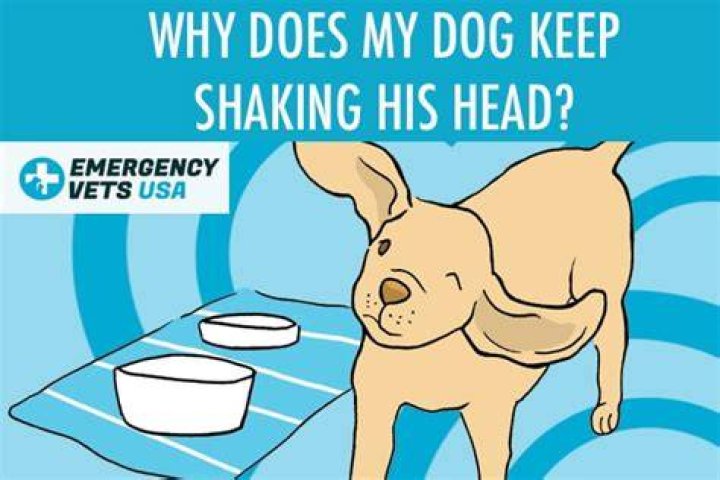 How do you stop a dog from shaking?