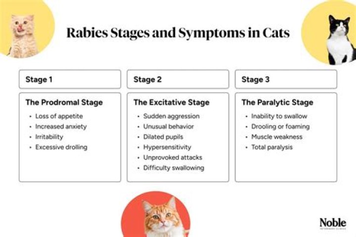 How fast does rabies spread?