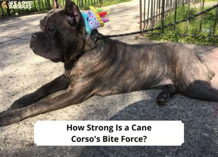 How hard can a Cane Corso bite?