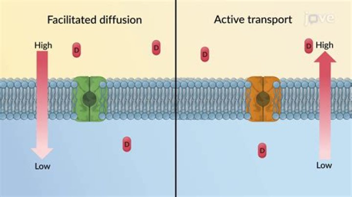 How is diffusion related to passive transport?