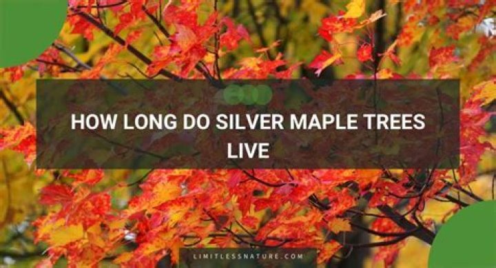 How long do silver maple trees live?