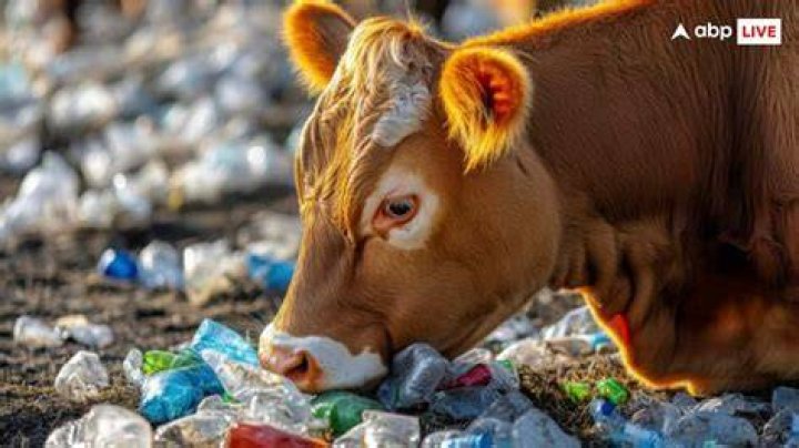 How many cows die from eating plastic?
