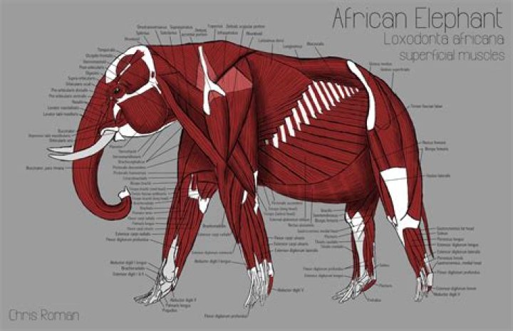 How many muscles does an elephant have?