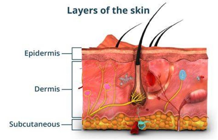 How many skin layers are there?