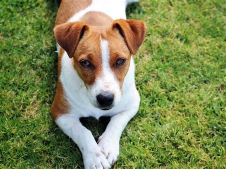 How often do you bathe a Jack Russell?