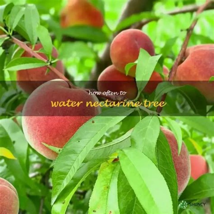 How often should you water a nectarine tree?